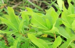 逆阿落生态特征以及药用