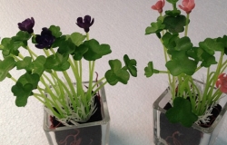 办公室植物风水大全