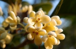 桂花几月开 桂花栽培技术