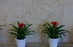 办公室植物摆放风水建议