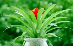 办公室植物风水你知多少