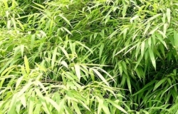 玉山竹形态特征