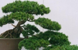 办公室植物有哪些