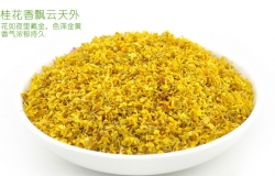桂花的作用