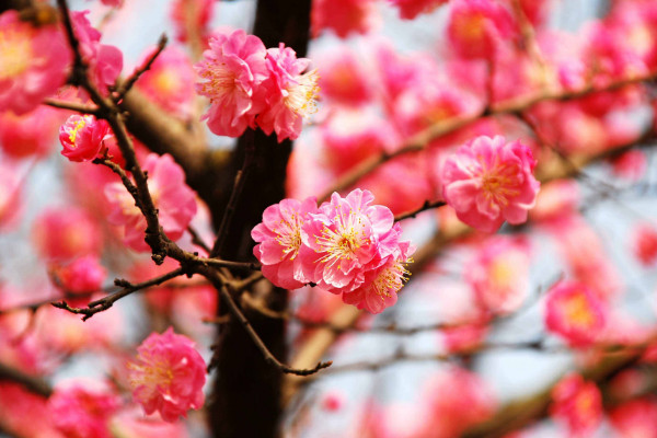 腊梅和梅花的区别，花期/外形/树叶果实/花香不同